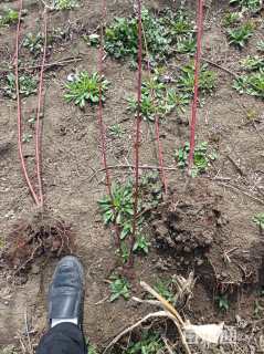 高度100厘米红瑞木