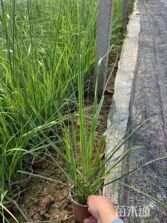 高度50厘米蒲苇