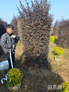 高度200厘米小叶女贞柱