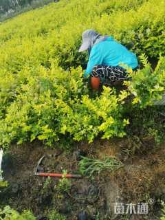 高度40厘米金叶女贞