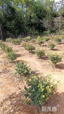 冠幅80厘米海桐球