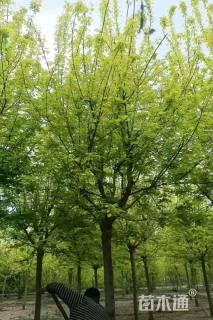 15公分金叶复叶槭