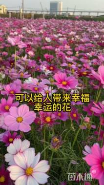格桑花种子