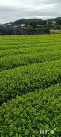 高度25厘米杜鹃