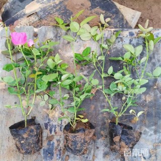 高度25厘米丰花月季小苗