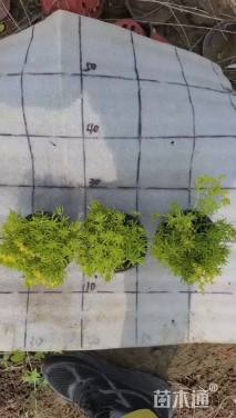 高度5厘米金叶佛甲草