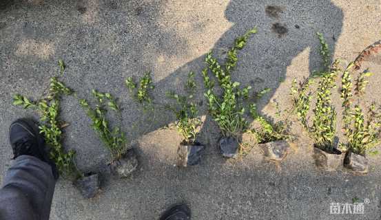 50厘米小叶扶芳藤