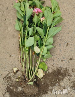 高度50厘米八仙花