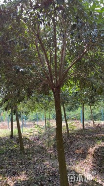 13公分大叶女贞