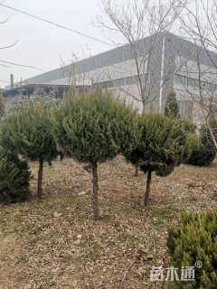 冠幅100厘米龙柏球