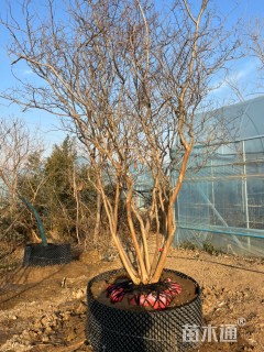 高度350厘米红花紫薇