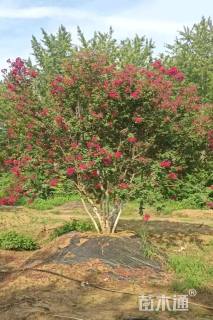 高度500厘米丛生红花紫薇