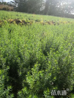 高度20厘米柏树