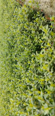 高度20厘米西洋杜鹃小苗