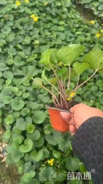 高度30厘米大吴风草