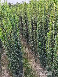 高度100厘米直立冬青