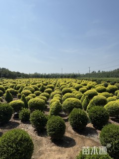 冠幅120厘米金冠女贞球