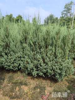 高度150厘米刺柏