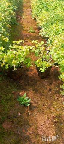 高度20厘米红花酢浆草