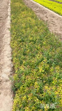 高度40厘米绣线菊