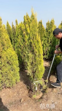 高度150厘米洒金柏