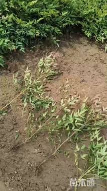 高度40厘米南天竹