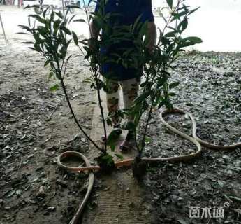 高度150厘米法国冬青