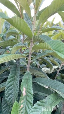 高度50厘米枇杷小苗