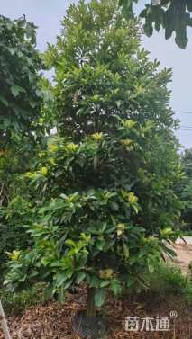 12公分尖叶杜英