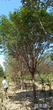 18公分流苏树