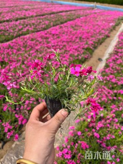 高度15厘米芝樱