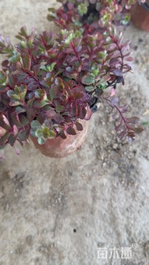 高度15厘米红景天