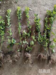 高度50厘米大叶黄杨