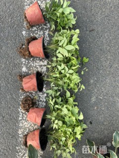 高度20厘米火焰南天竹