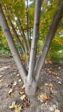 高度600厘米丛生五角枫