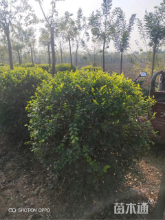 冠幅100厘米金叶女贞球