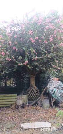 2.5公分紫薇花瓶