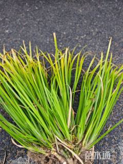 高度30厘米金叶石菖蒲