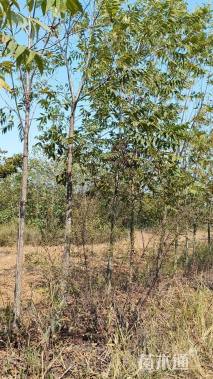 5公分薄壳山核桃