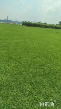 草卷状百慕大草