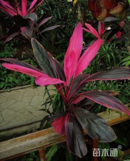 高度200厘米朱蕉