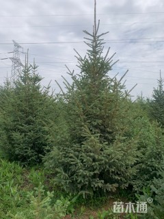 高度250厘米云杉