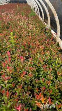 0.6公分红叶石楠