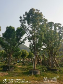 25公分香樟