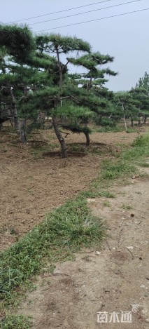 15公分造型油松
