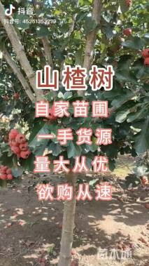 10公分山楂树