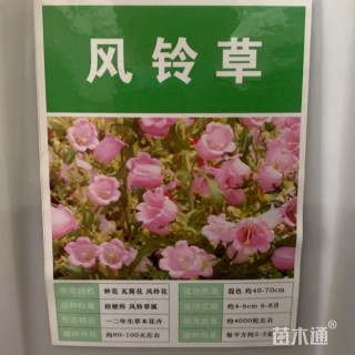 风铃草