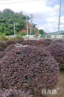 冠幅150厘米红花继木球