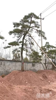 高度650厘米古松