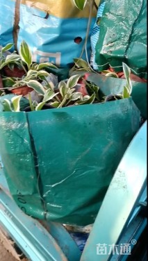 高度40厘米玉簪